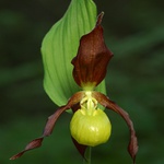 Střevičník pantoflíček