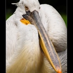 Pelikán kadeřavý (Pelecanus crispus)
