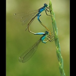 Šidélka šíroskvrnná (Agrion pulchellum)