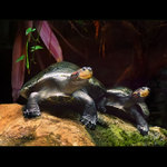 ***ŘÍKÁM TI, TENHLE KÁMEN JE MŮJ***