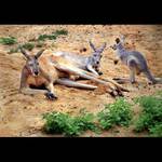 ***KLÍÍÍÍD,  BOHEMKA JE ZASE V PRVNÍ LIZE***