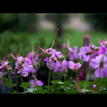 ***V TRPASLÍKOVĚ ZAHRÁDCE***