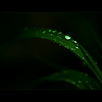 ***HVĚZDY V TRÁVĚ***