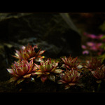 ***LESNÍ ZÁKOUTÍ***