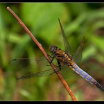 Vážka černořitná