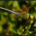 Anax imperator (Šídlo královské)