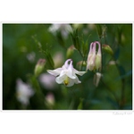 Nosegay out of my dream