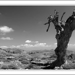 Sierra de las Nieves