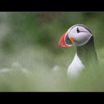 Puffin
