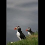 Puffini