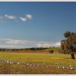 Krajina s pasoucími se papoušky