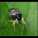  **  Pakuj se s tím krámem **