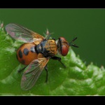  **I mouchy mohou být atraktivní **