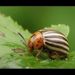 ** Mandelínka modelínka **