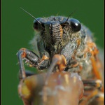 ** Dábel s  maskou samuraje **