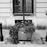 Obrázek z Vídně /2