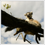 Lemur