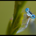 Frontální šidélko