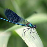 zas nějaký křídelník