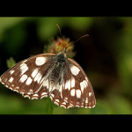 Motýlová XII.