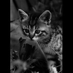 = Kočičí svět II. =