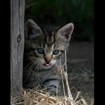 = Kočičí svět III. =