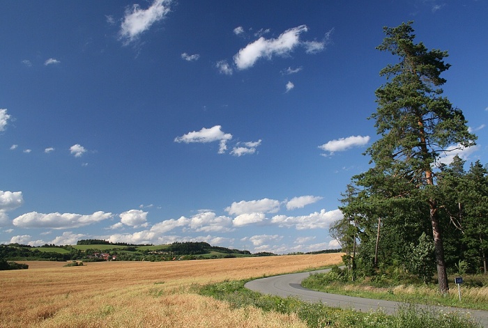 Zatáčka u křivé borovice...