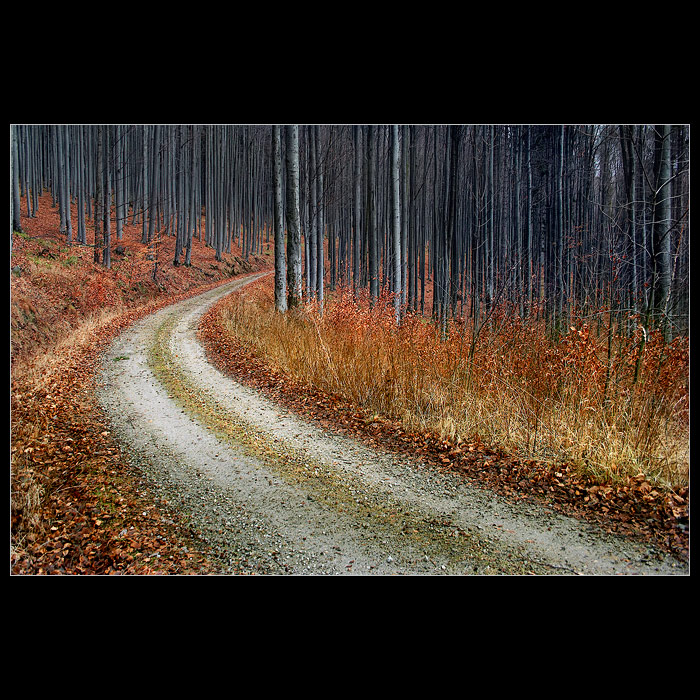 *mesic padleho listi*