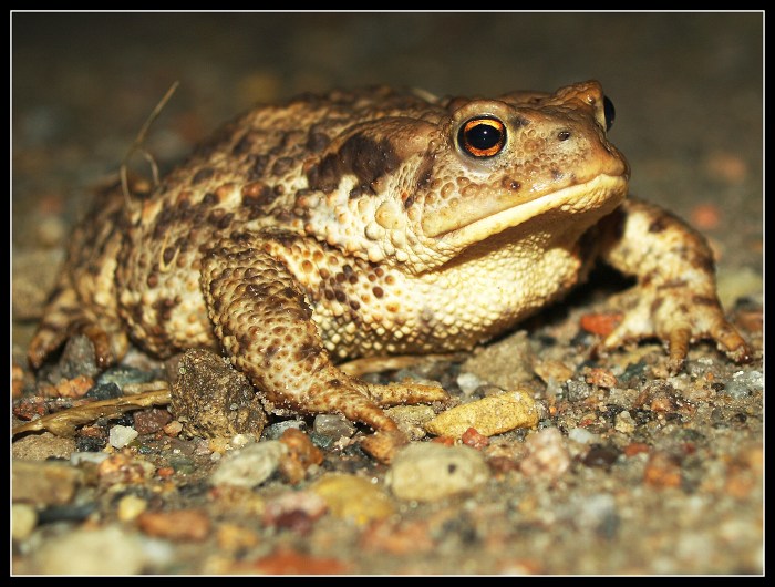 cestář