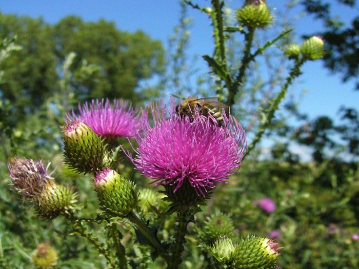 dělnice s bodlákem