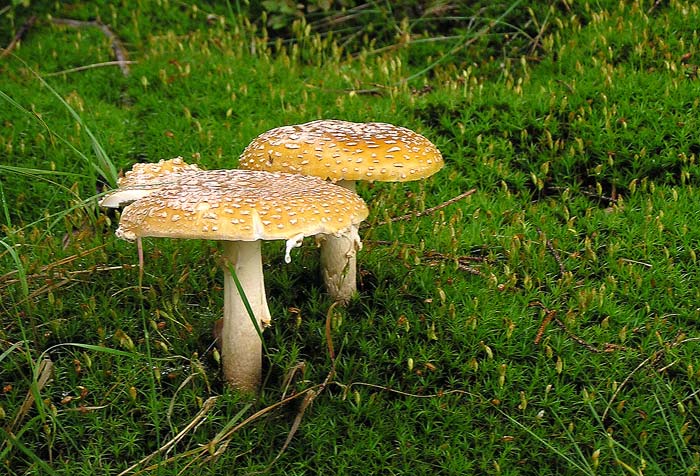 Houbařská sezona nebude