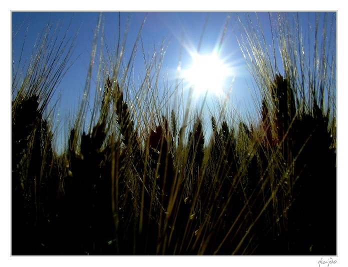 Grain