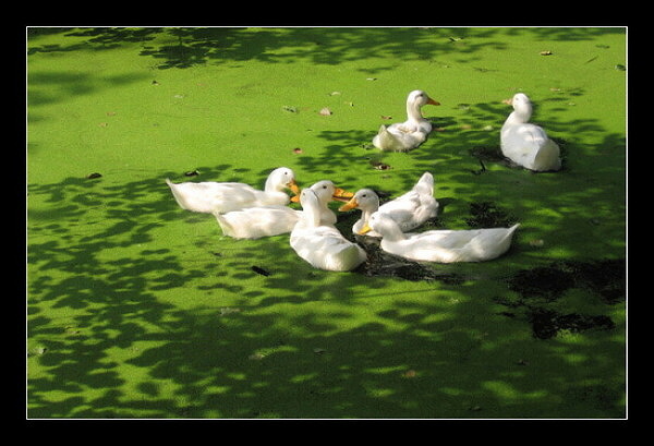 white and green
