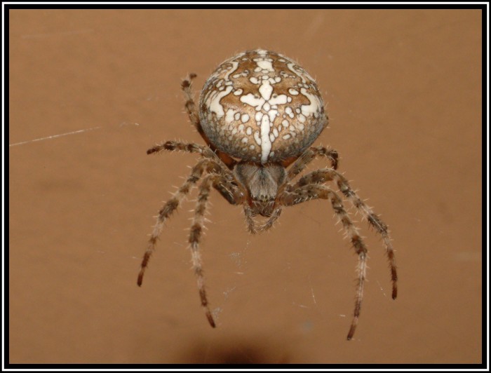 Pavouček vylezl v noci na fasádě