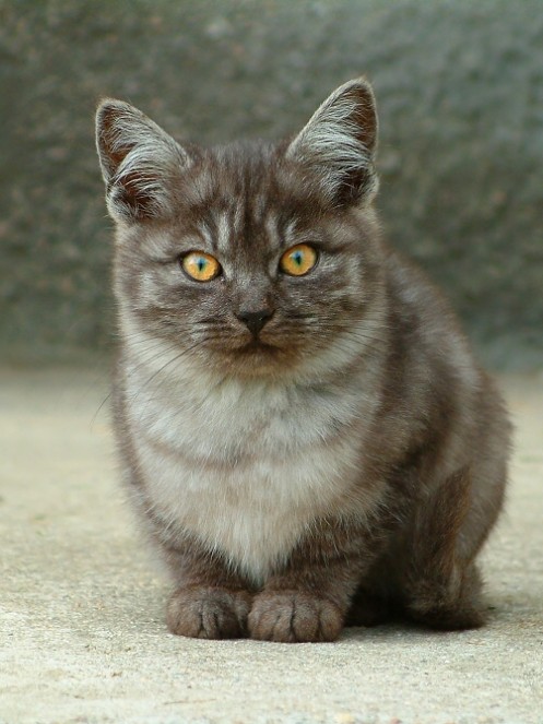 Kotě ve sklárnách Bělá