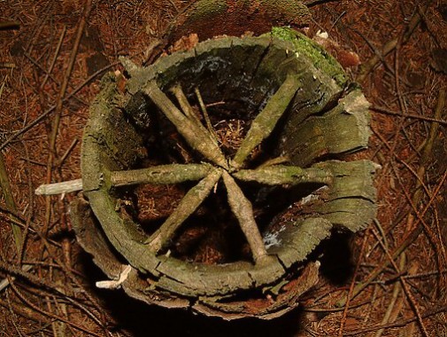 v lese se kola dělají