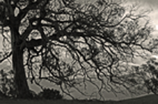 strom