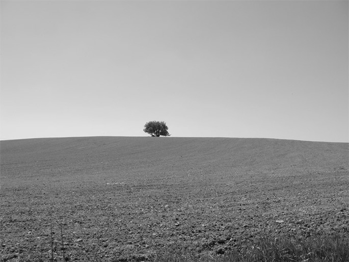 Pričice 2007