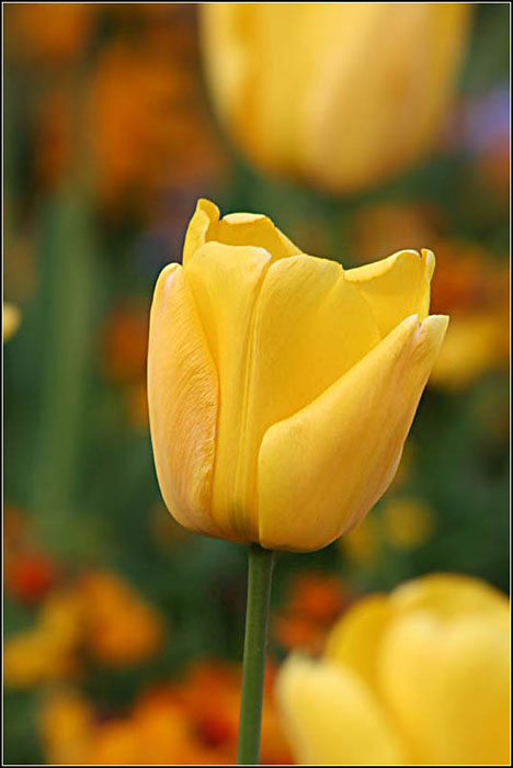 Tulip