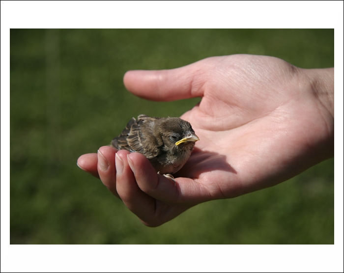 lepší vrabec v hrsti....