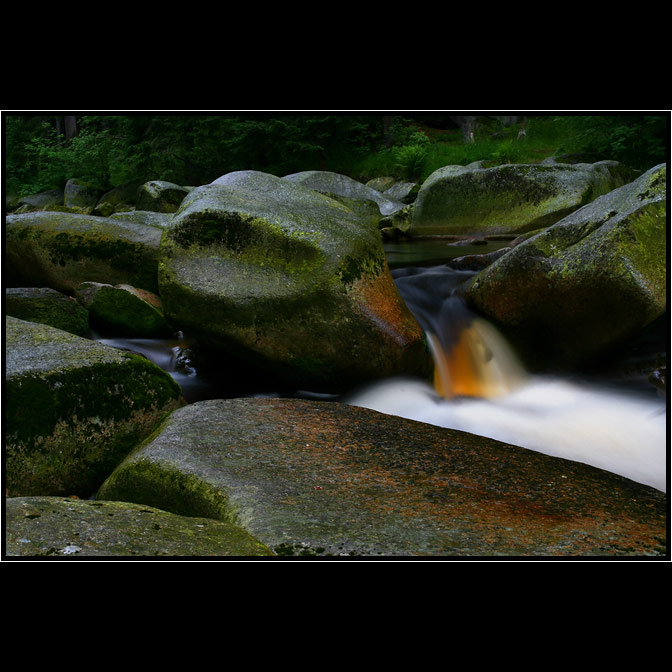 Vydra ve večerním šeru