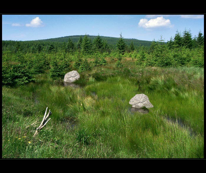 v jizerských močálech