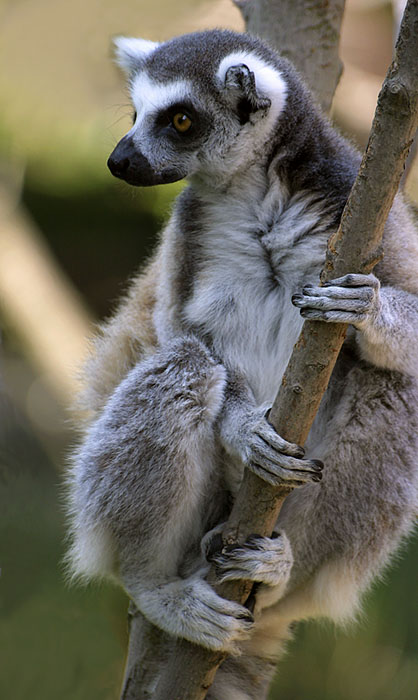Lemur