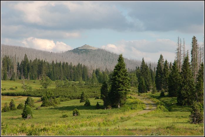 Když brouk útočí