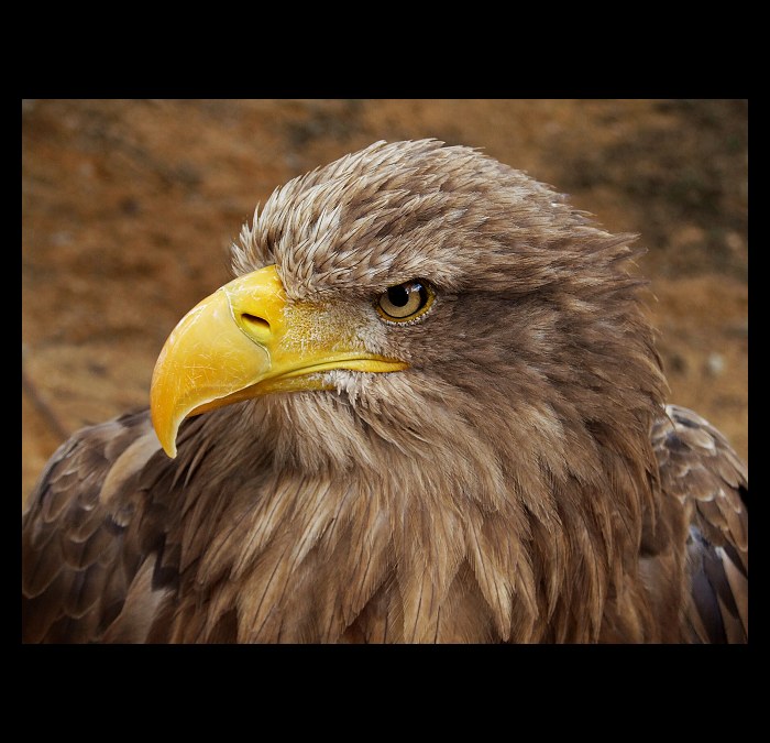 ...ON byl pánem :-)