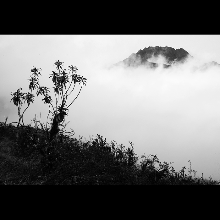 Peru XII