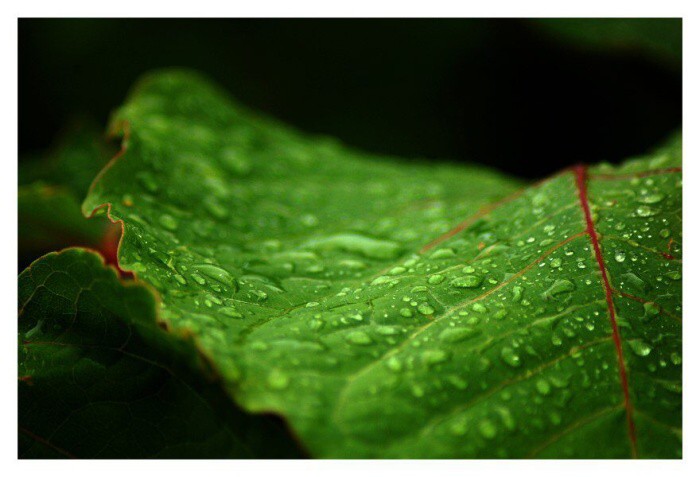 ...dew...