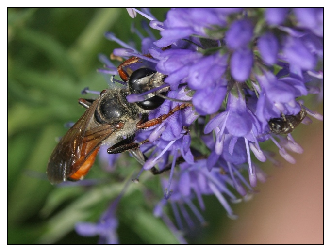 nějaký hmyzák....