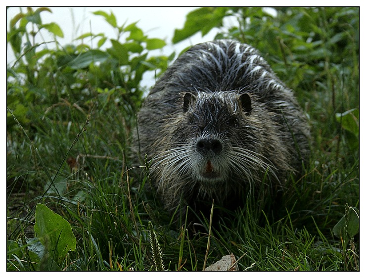 mokrá nutrie u Ostré