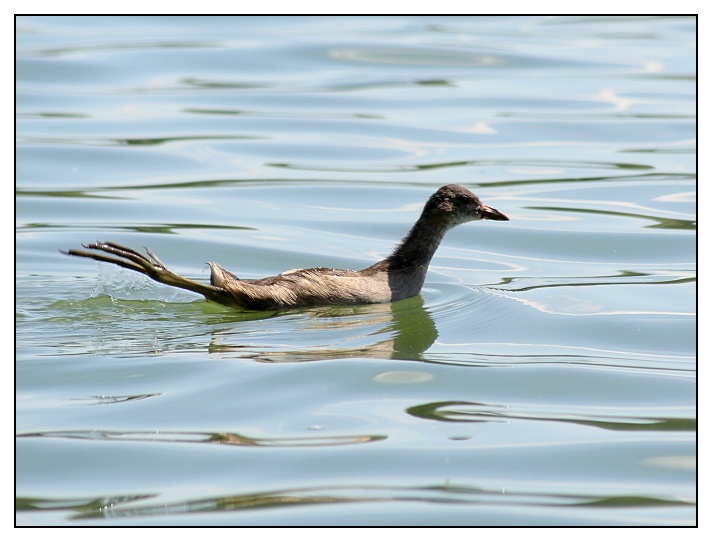 kormidlo vytaženo.... Gallinula chloropus aneb slípka zelenonohá